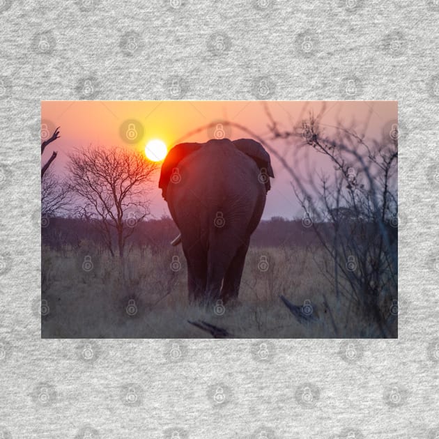 African Elephant in the sunset in Botswana by SafariByMarisa